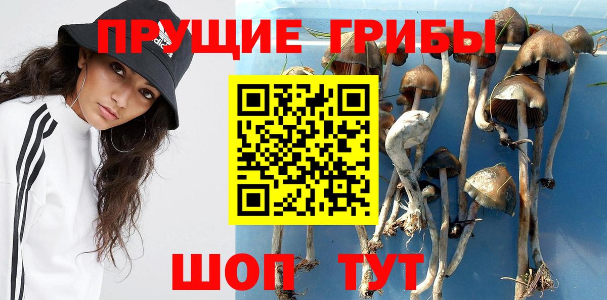 Псилоцибиновые грибы Psilocybe  Вход с VPN  Знаменск  Псилоцибиновые грибы MAGIC MUSHROOMS 